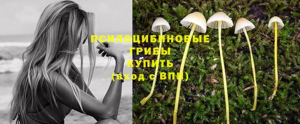 индика Бородино